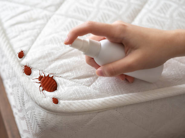 Best Affordable Pest Control Services  in Mason Neck, VA