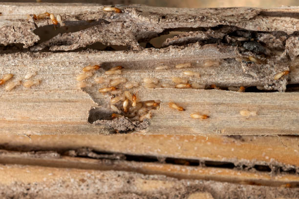 Best Affordable Pest Control Services  in Mason Neck, VA