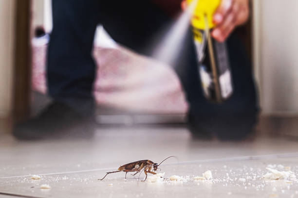 Professional Pest Control in Mason Neck, VA